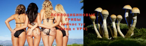 прущие грибы Бородино